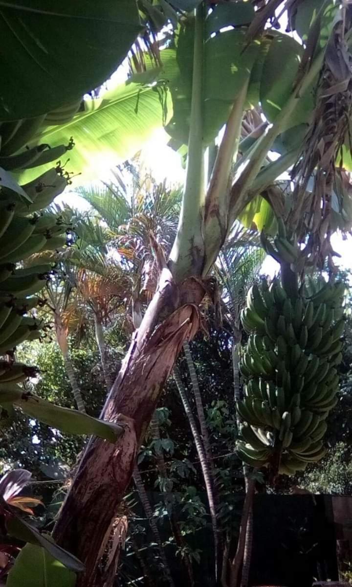 Posada Maria Iguazu Puerto Iguazú Esterno foto